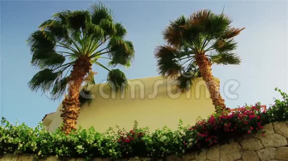一棵棕榈树的叶子在明亮的天空背景下随风摇摆视频的预览图