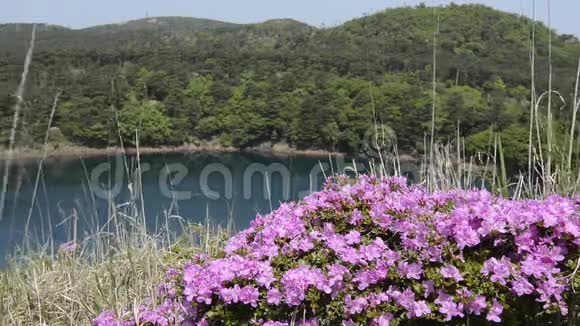 杜鹃花和池塘视频的预览图