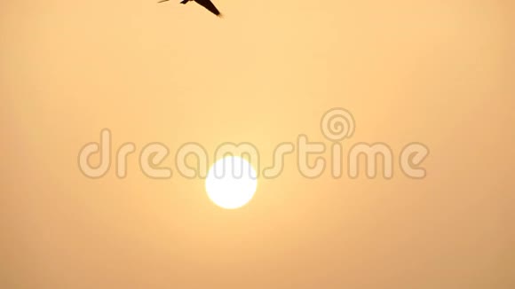 乌鸦飞过黄昏夕阳金黄的太阳慢动作视频视频的预览图