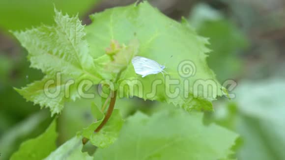 一只小白蝴蝶栖息在绿叶上视频的预览图