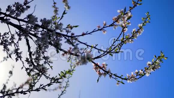 春天开花的树春天花朵美丽的柔和焦点镜头太阳的光芒穿过视频的预览图