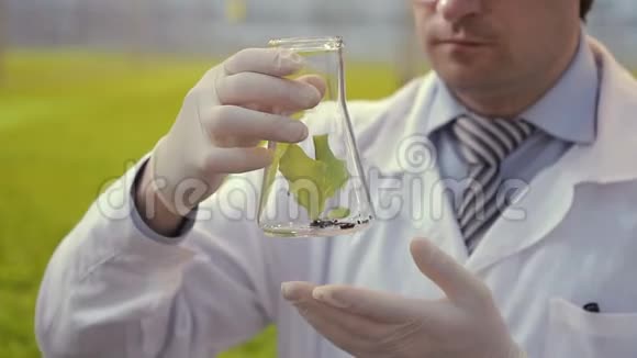 实验室技术人员在水培的烧瓶站温室中检查绿叶视频的预览图