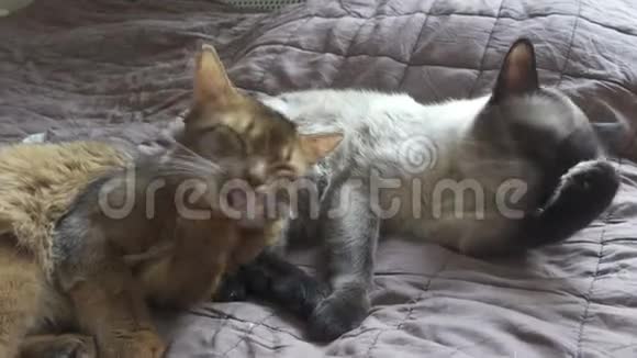 成年猫湄公河马尾和小猫索马里宠物们互相舔着自己视频的预览图