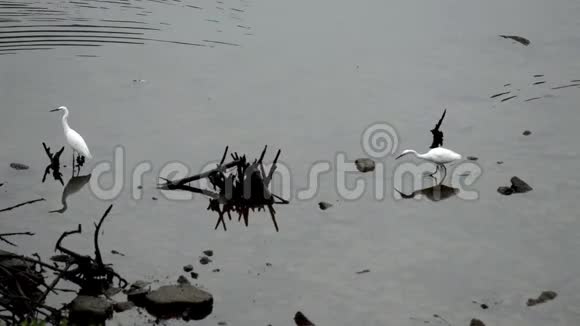 两只小白鹭在浅水中捕鱼视频的预览图