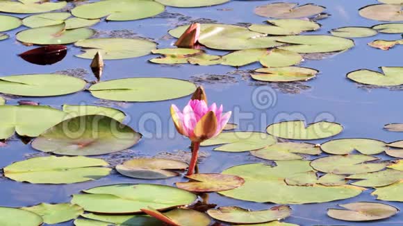 夏季花卉系列美丽的粉红色睡莲在池塘与绿叶4k电影慢动作视频的预览图