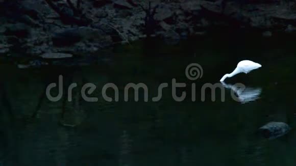 大白鹭在清澈的水池里钓鱼视频的预览图