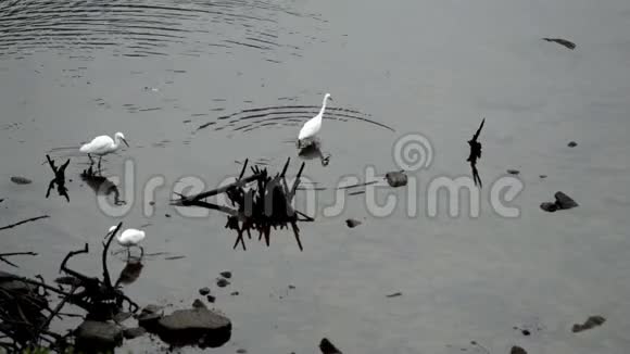 三只白鹭在浅水中钓鱼视频的预览图
