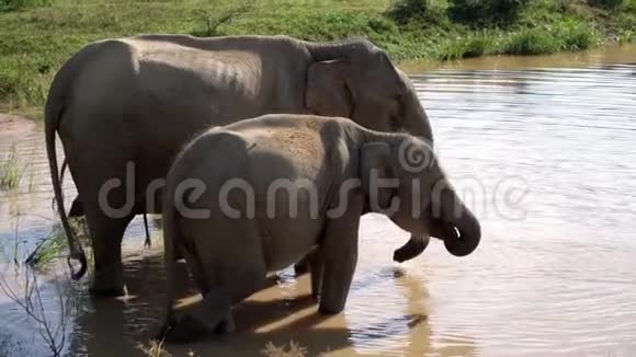 亚拉国家公园的亚洲大象从河中喝水视频的预览图