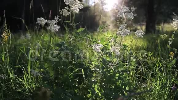 特写生态自然景观春日夕阳光上开花绿林城市公园的地面大镜头视频的预览图