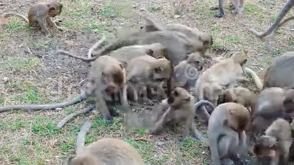 泰国猴子吃食物视频的预览图