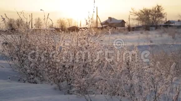 太阳初冬晨霜视频的预览图
