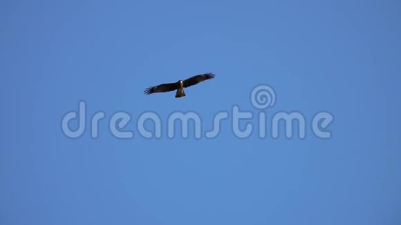 大鹰鸟翱翔蓝天视频的预览图