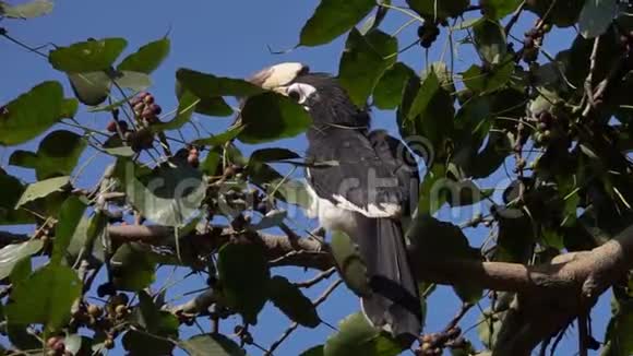 东方鸟坐在树上早午餐视频的预览图
