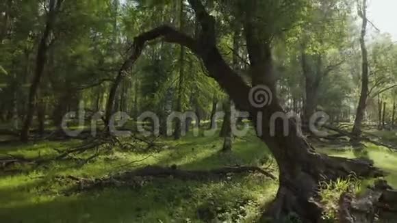 美丽的空中拍摄一条溪流沿着森林的景观流过阳光穿过树木视频的预览图