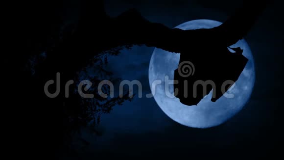 在森林中的蝙蝠飞过月亮视频的预览图