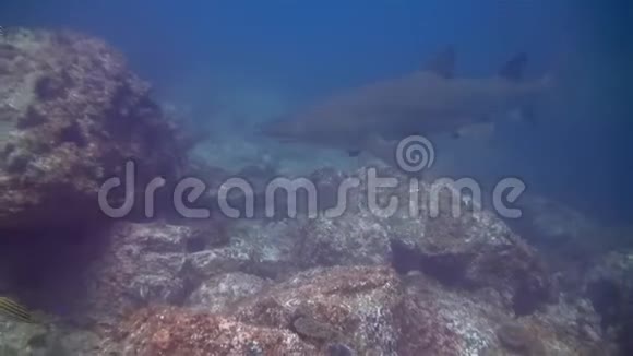 灰护理鲨鱼沙虎鲨锯齿形鲨鱼或蓝海地毯鲨鱼视频的预览图