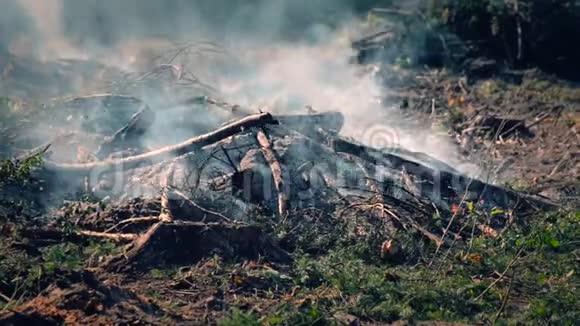 充满烟雾和灰烬的风景带树枝和木柴的篝火视频的预览图