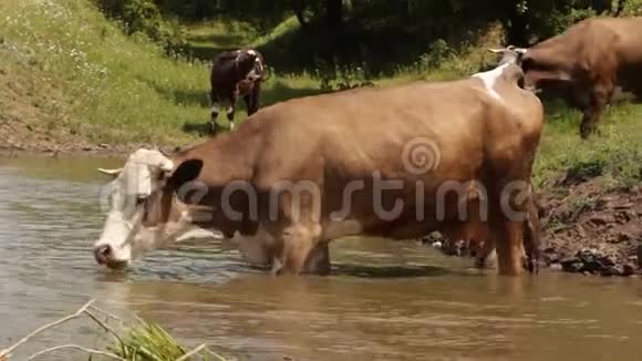 河流上的牛奶牛在河水中饮水牛喝水视频的预览图