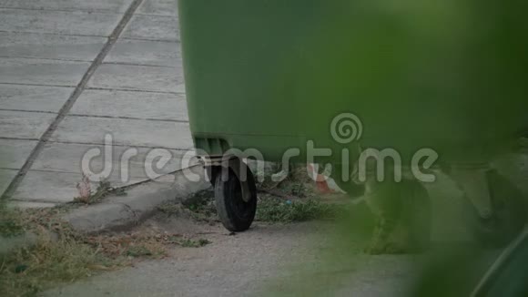 垃圾容器附近的无家可归的猫视频的预览图