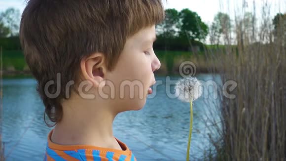小男孩在户外吹蒲公英的种子视频的预览图