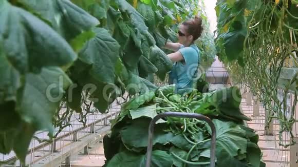 年轻员工在农业控股中把黄瓜的叶子撕下来视频的预览图