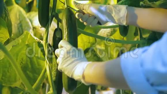 特写拍摄收获黄瓜的温室浅绿色尖顶双手戴手套视频的预览图