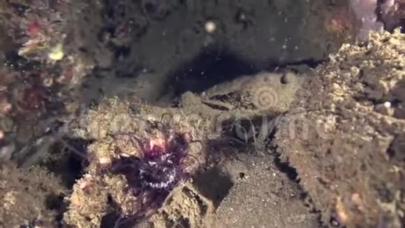 扎鲁海杜马盖特的沙滩上穴居管海葵正在夜间吃浮游生物视频的预览图