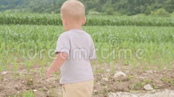 小男孩站在绿色的草地上奔跑玉米或玉米晴天在自然的蓝天和视频的预览图