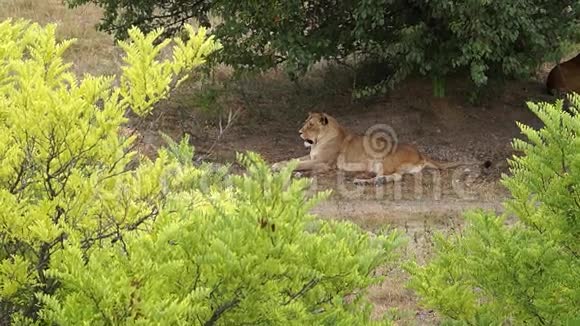 休息狮子运动视频的预览图