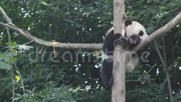 树上的熊猫视频的预览图