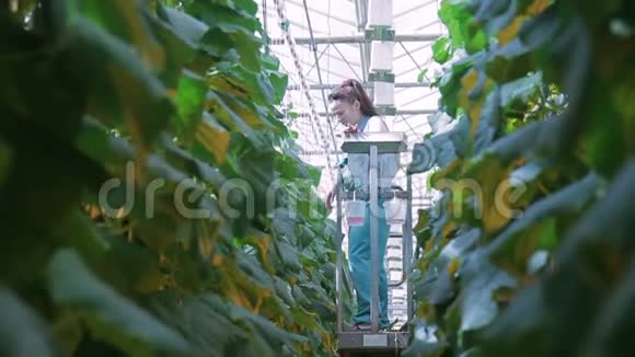 园丁关心温室里的植物站在高到玻璃天花板的机器平台上视频的预览图
