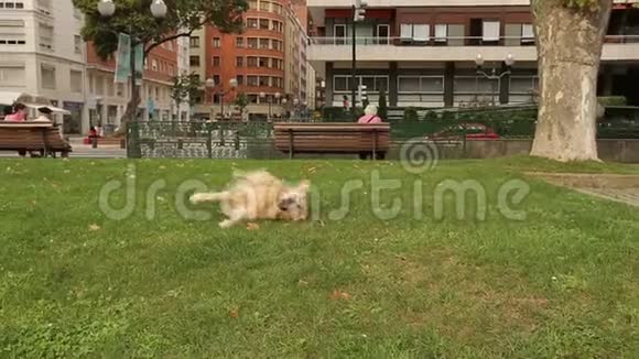 有趣的猎犬小狗在草地上翻滚把它的身体暴露在温暖的阳光下视频的预览图