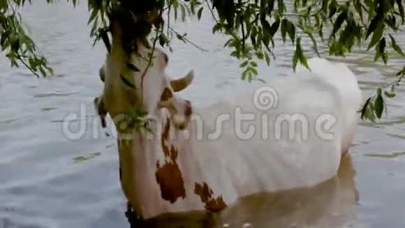 河流上的牛奶牛在河水中饮水牛喝水视频的预览图