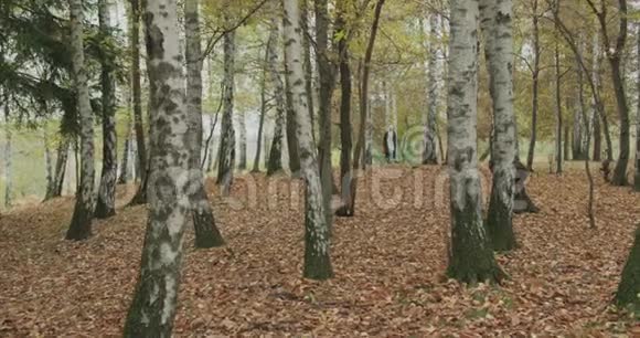 很长一段时间白人金发女人斯洛莫穿过秋天的树林在前面的万向节后面讲故事真年轻视频的预览图