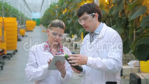 两位专家检查黄瓜并将数据写入计算机视频的预览图