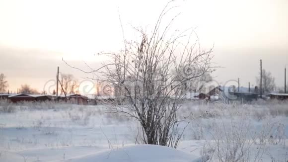 太阳初冬晨霜视频的预览图