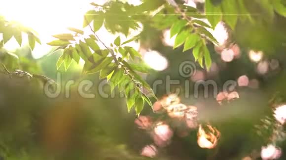 夏日的热带树叶带枝视频的预览图