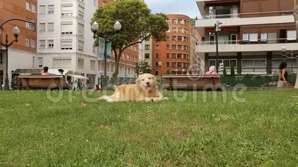 快乐的小狗在公园的草地上休息咬着棍子看着人们视频的预览图