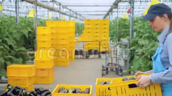 一个温室工人带着微笑和骄傲展示了一盒茄子穿制服的女人打开黄色的东西视频的预览图