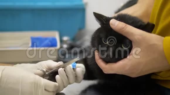 医生把一只猫的滴管放进兽医诊所视频的预览图