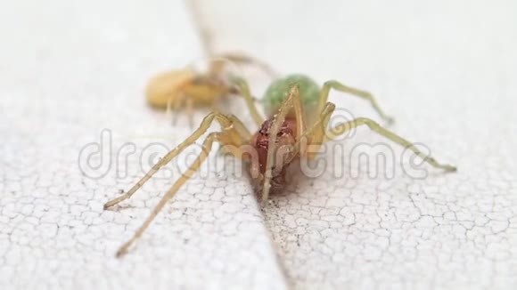 红脸蜘蛛和黄蟹蜘蛛视频的预览图