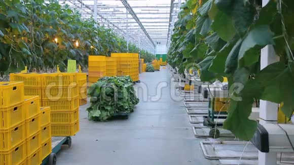园丁收集茄子在温室里收获新鲜蔬菜活跃的男性视频的预览图
