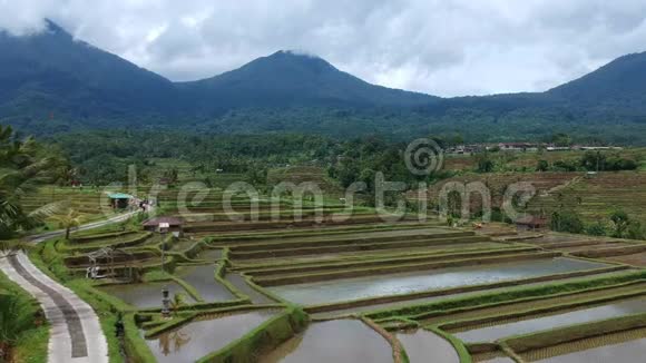 亚洲巴厘岛稻田山谷景观视频的预览图