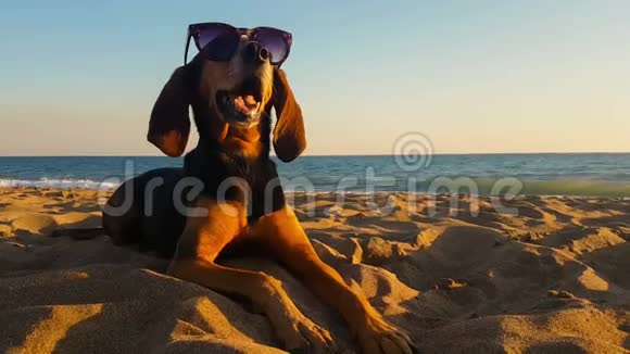 美丽的肖像猎狗戴着太阳镜在海滩日落视频的预览图