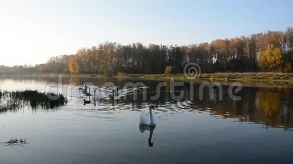 动物野生动物鸟类天鹅家族在池塘里游泳视频的预览图