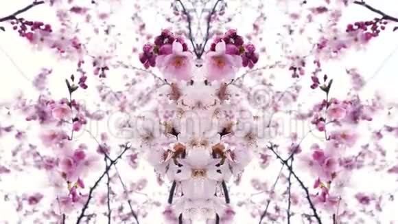 日本樱花树的复合图像视频的预览图