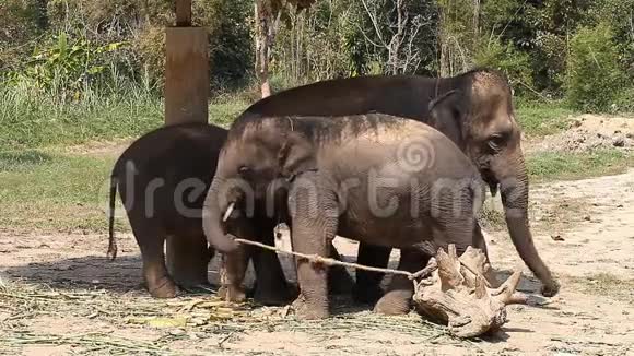 一家亚洲大象和他的小象在泰国的大象农场视频的预览图