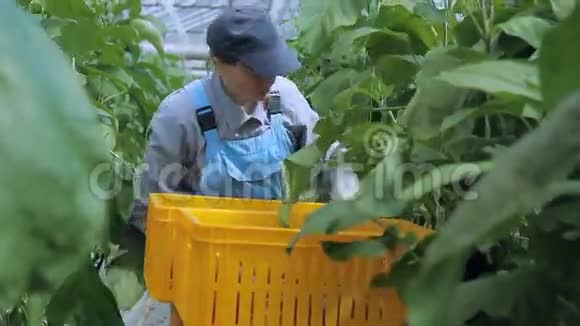 园艺妇女收集茄子收获新鲜蔬菜视频的预览图