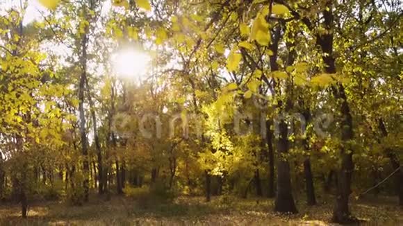 秋天阳光明媚的森林里落叶视频的预览图