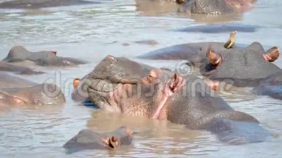 非洲河马的野生草本植物在泥泞的河水中沉睡视频的预览图